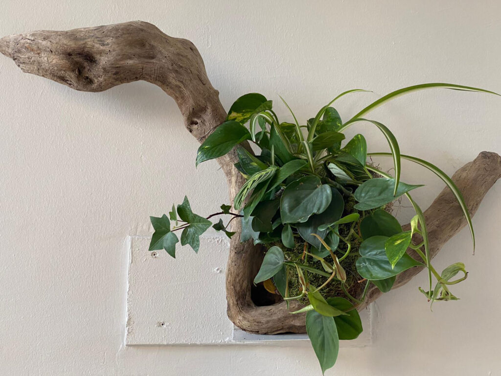 Drift wood planter created by Green Ambassador Nina