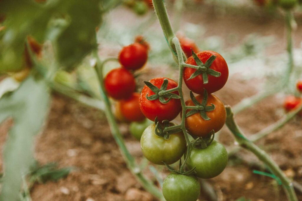 Tomatoes growing on tree